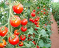 �g�}�g�J�����_�[